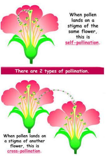 tip of growing root PLANT REPRODUCTION Asexual Reproduction: Vegetative Propagation Grafting Cutting Budding Sexual Reproduction: Pollination Pollination- The transfer of pollen to a stigma, ovule,