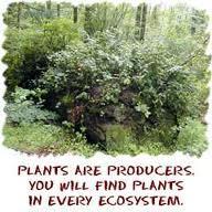 Producers Plants are called producers. This is because they produce (make) their own food.
