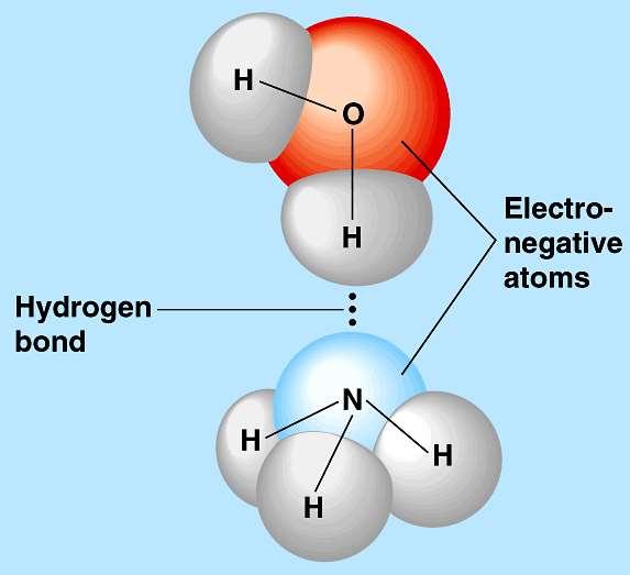 Water Adhesion Hydrogen bonding holds