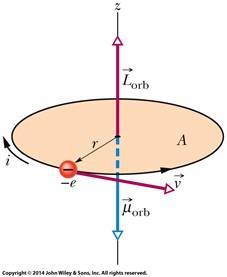 Magnetism and Electron Orbital Magnetic Dipole Moment. When it is in an atom, an electron has an additional angular momentum called its orbital angular momentum L orb.