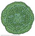 Protista Diversity -Protozoan (animal-like protists, heterotrophs) Amoebas Flagellates Ciliates -Slime Molds (get food via absorption) -Plant-like