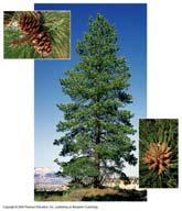 Gymnosperms (conifers) Pines, firs, spruces, junipers, cedars,redwoods Oldest organisms on earth! Evergreens What is special about their leaf shape? Why do you think that might be?