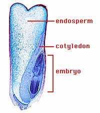 A seed is a plant embryo (2n), and food for the embryo within a protective coat food Water resistant coat Finally, the Angiosperms The flowering plants Their major adaptation is the