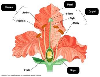 What is a flower?