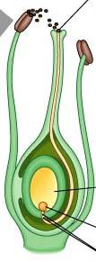 chamber around an ovule where embryo develops The whole ovule develops into a seed, and the seed is fully enclosed in the
