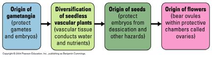 fruit Plant evolution in 30 seconds Plants evolved from green algae.