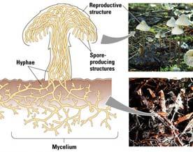 bacteria) are important decomposers of any ecosystem Hyphae are branches of cells Mycelium is a mat of
