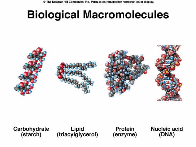 Organic Compounds Large carbon containing molecules Proteins: 16% of protoplasm