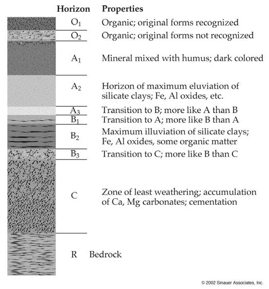 Generalized Soil Profile Soils vary