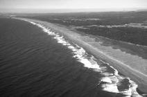 Pismo Beach Vegetation of Sandy