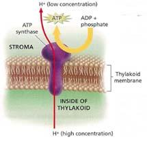 The photosystems build up a concentration gradient of protons inside the thylakoid The