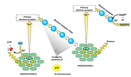 A thylakoid membrane protein called ATP synthase makes ATP by adding a phosphate group to