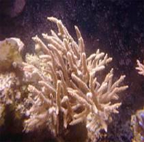 WARMER SEA TEMPERATURES RESULT IN CORAL BLEACHING AND