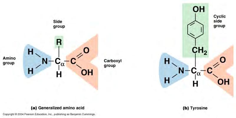 -constructed from amino acids: Amino acid structure: -central carbon -carboxyl group (COOH) -amino group (NH 2 ) -H -R group =