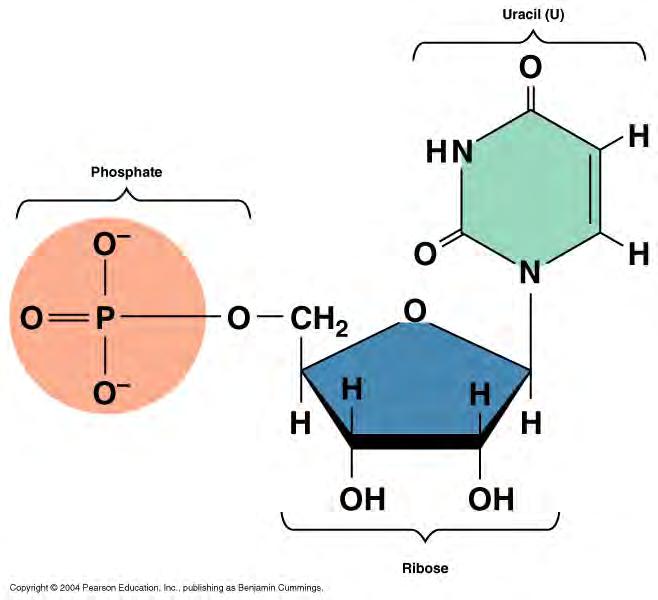 Conjugated proteins = combinations of amino acids with other components (organic or inorganic) e.g. glycoprotein: protein with a carbohydrate attached 4.