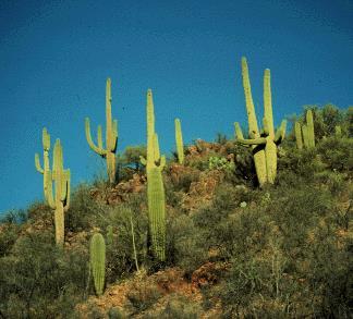 CAM Crassulacean Acid Metabolism These plants are also adapted to hot, dry climates ex: cacti, pineapples, succulents (aloe) Close stomata during day to