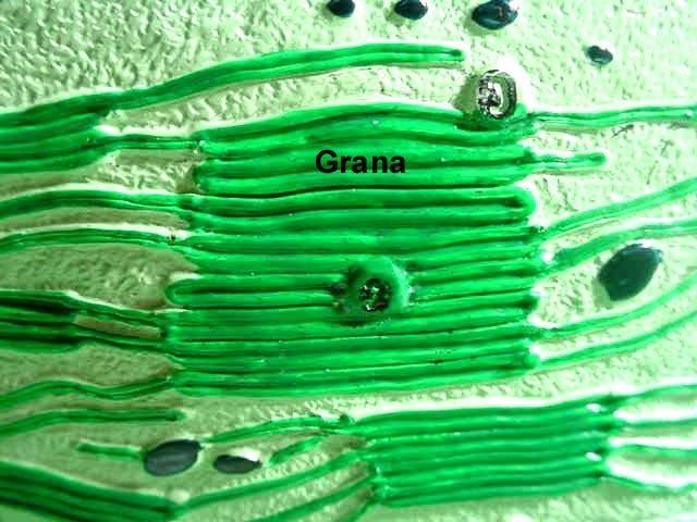 Thylakoids (green sacs) are suspended in stroma light energy is