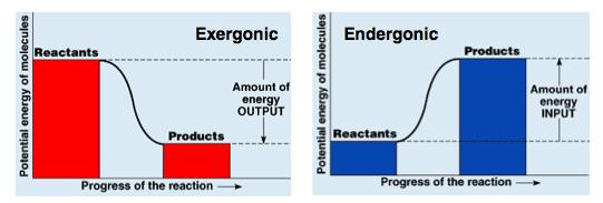 Gibbs Free Energy Exergonic