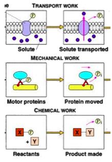Types of Cellular Work Transport work pumping substances across membranes against the direction of spontaneous movement Mechanical work