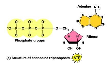 Adenosine Triphosphate (ATP) In most cases, the immediate source of energy that powers