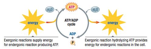 Regeneration of ATP Regeneration is an endergonic process: investment of