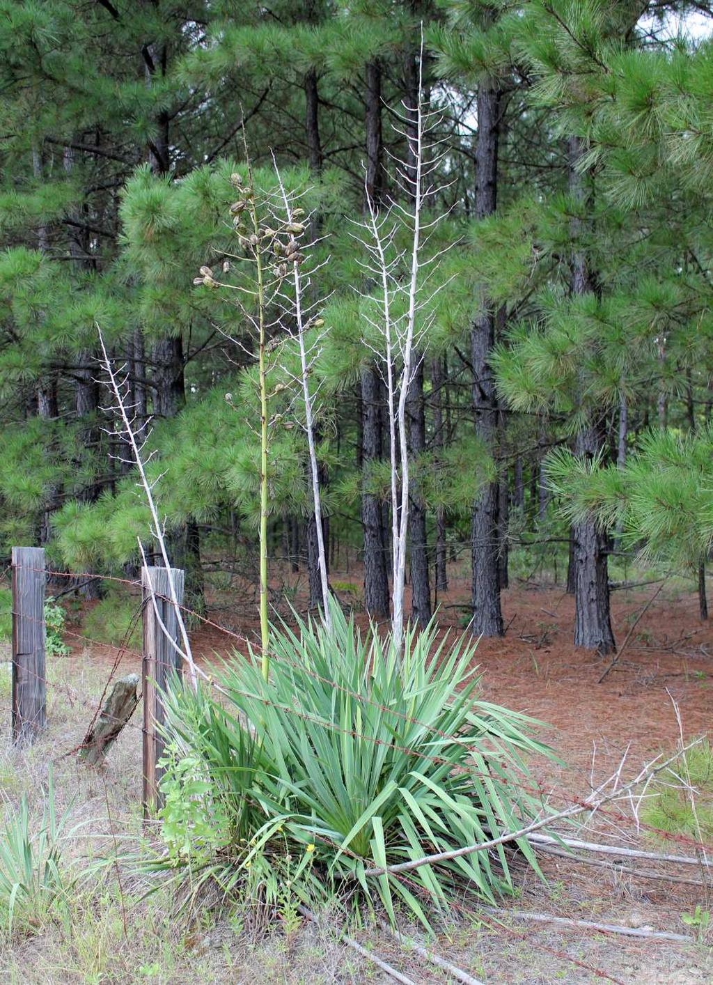 Johnson and Frasier:Yucca freemanii in Arkansas 8 Figure 7.