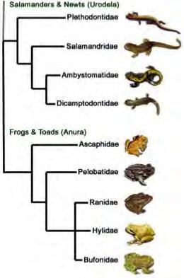 5.4 CLADISTICS CLADOGRAMS Cladograms are that show the similarities and differences between different species. points on cladograms are called.