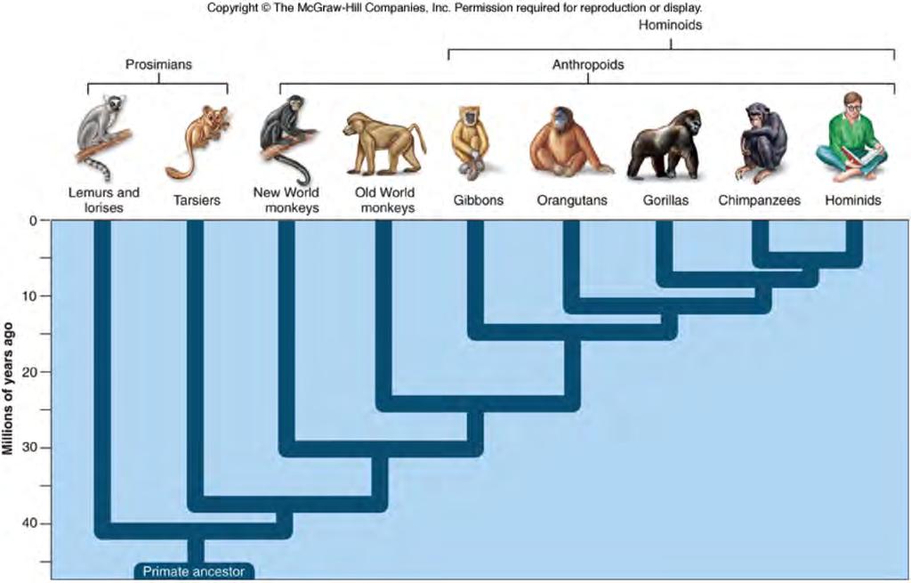 CLADOGRAMS Primate cladogram: 1 What animal is most closely related to humans?
