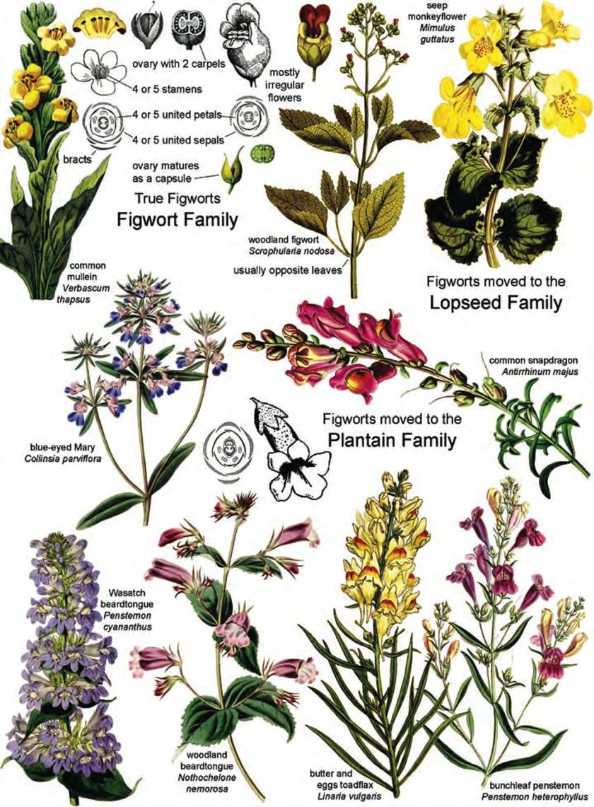 THE FIGWORT FAMILY Falsification of theories with one theory being superseded by