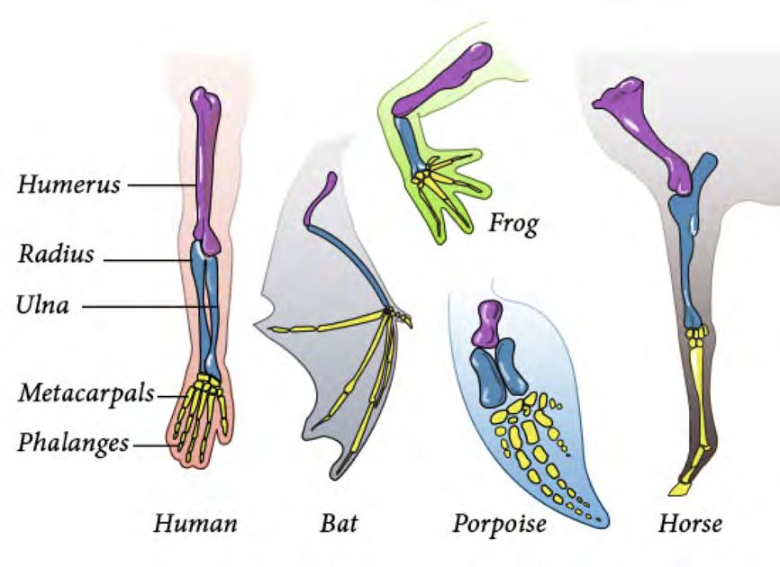 HOMOLOGOUS STRUCTURES Looking for trends and discrepancies There are common features in the bone structure of vertebrate limbs despite their