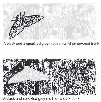 THE PEPPERED MOTH Up until mid 19th century, most peppered moths were, but did exist. Their light colour allowed them to against on the trees and rocks.