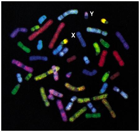 Human Chromosome pairs Although human beings appear to be much more complex and sophisticated than other organisms, we contain and express very