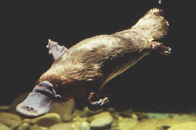 The Platypus (Ornithorhynchus anatinus) is a venomous, egg-laying, duck-billed mammal; the