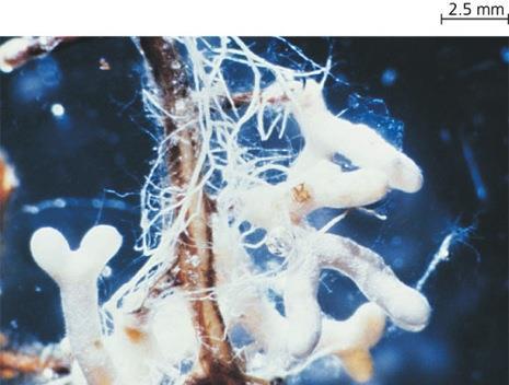 Mycorrhizae (fungus root) Mutualistic