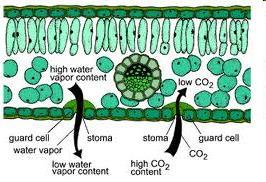 Gas exchange occurs when stomata are open gas.