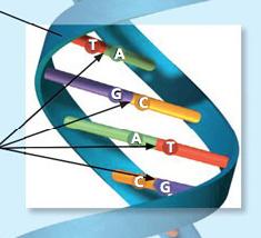 5. DNA Deoxyribonucleic Acid