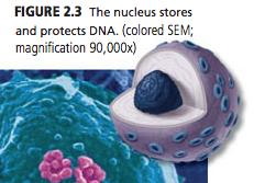 Nucleus 1. Houses DNA 2. Nucleus controls most functions of cell 3.