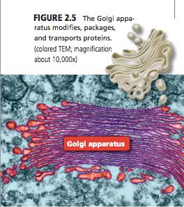 GOLGI APPARATUS Forms stacks of flat tubes Packages and secretes proteins