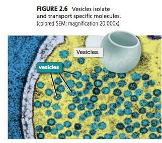 Vesicle Transports substances throughout the cell