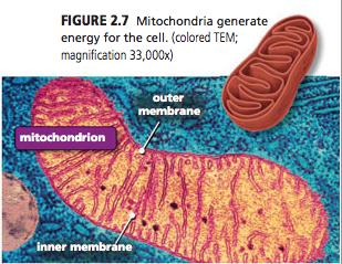 MITOCHONDRIA Mitochondria are organelles that harvest energy from organic compounds to