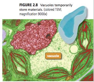 Vacuole Stores materials in cells Water,