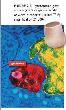 LYSOSOMES Produced by Golgi Body Contain digestive materials that break down materials: Foreign material