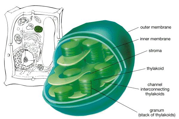 CHLOROPLAST Chloroplasts are organelles that