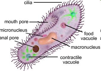 STRUCTURES FOR MOVEMENT CILIA: short hair like structures all