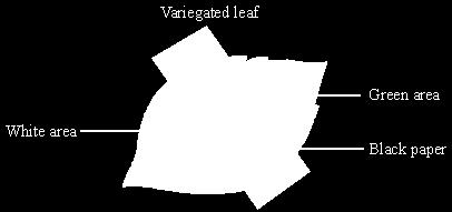 They covered a variegated leaf with a black paper shape. The leaf was left in a sunny place. They tested the leaf for starch.