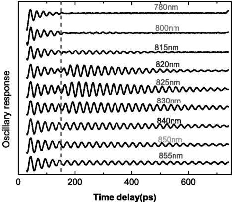 Figure 12: CAP studies in GaSb (500nm)/GaAs at different wavelengths (Miller et al. 9 ). The dash line indicates the time when the strain wave travels through the bulk GaAs.