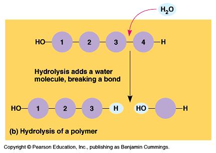 Breakdown of Polymers Hydrolysis Reaction: Hydro = water Lysis = to break apart Reverse of dehydration