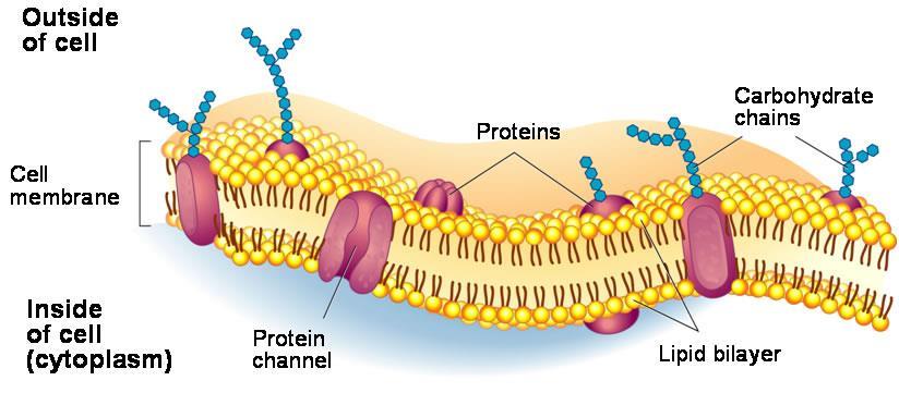 Phospholipids Make up the cell membrane which is the boundary of the cell Has