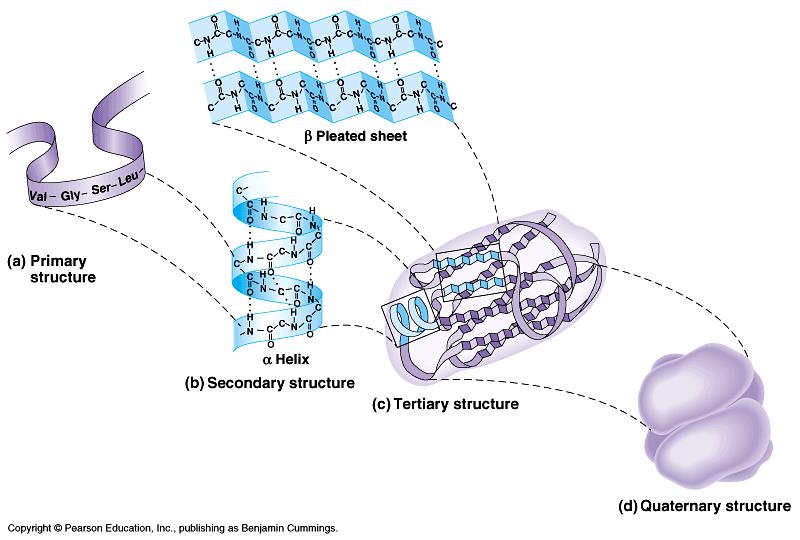 Protein Structure Review 3 R Groups Hydrophobic & Hydrophilic interactions H & ionic bonds Disulfide