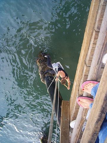 Figure 5. Prior to deploying the water quality sensor system on the Imperial Beach pier, a piling had to be cleaned of marine growth.